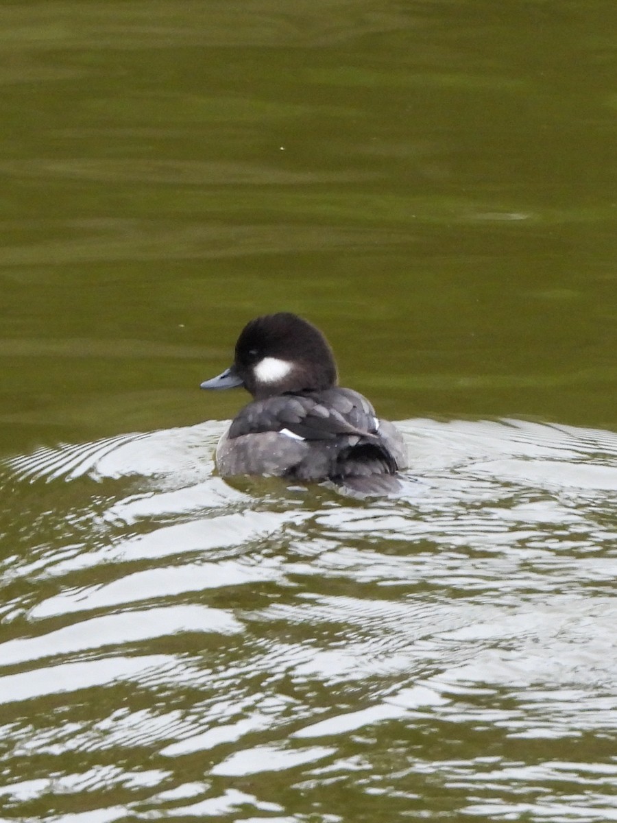 Bufflehead - ML647091431