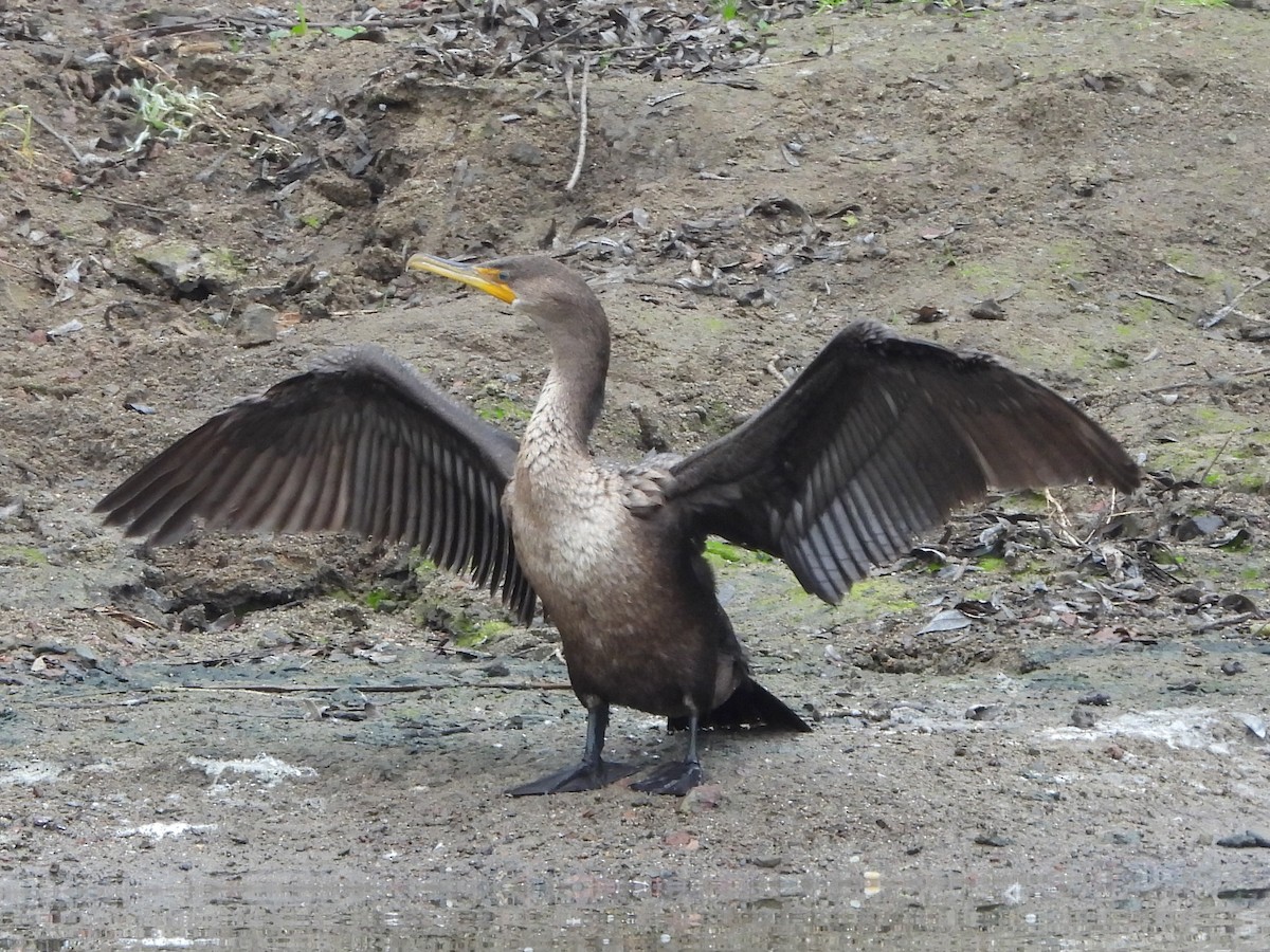 Double-crested Cormorant - ML647091439