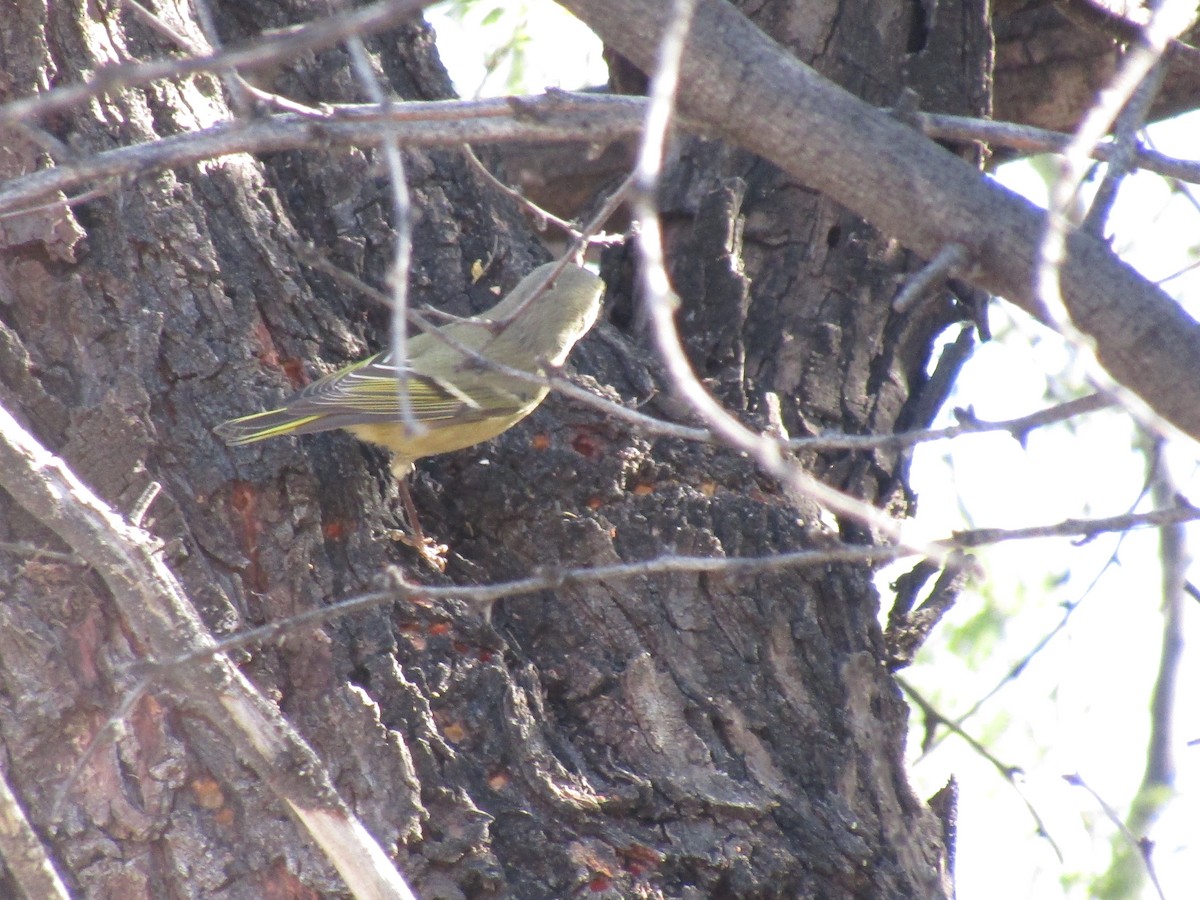 králíček americký - ML647091443