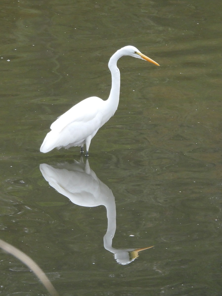 Great Egret - ML647091445