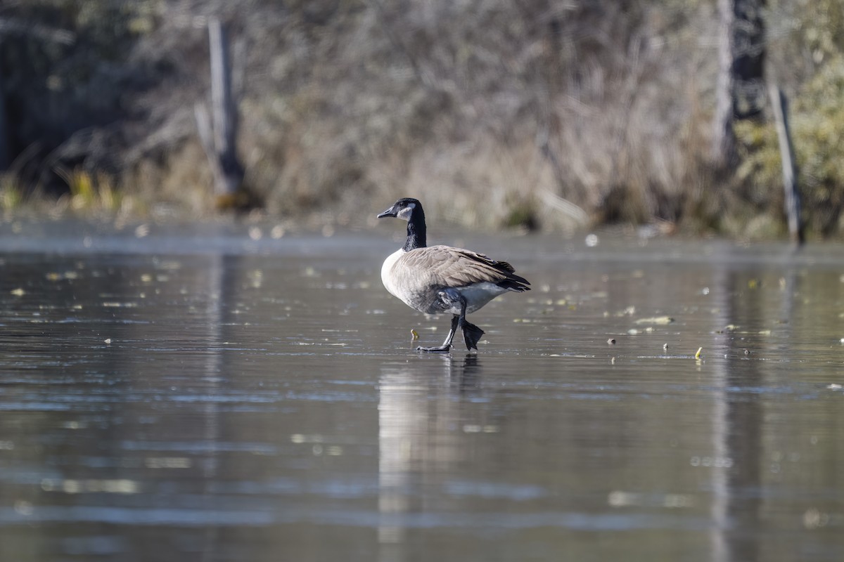 Canada Goose - ML647091450