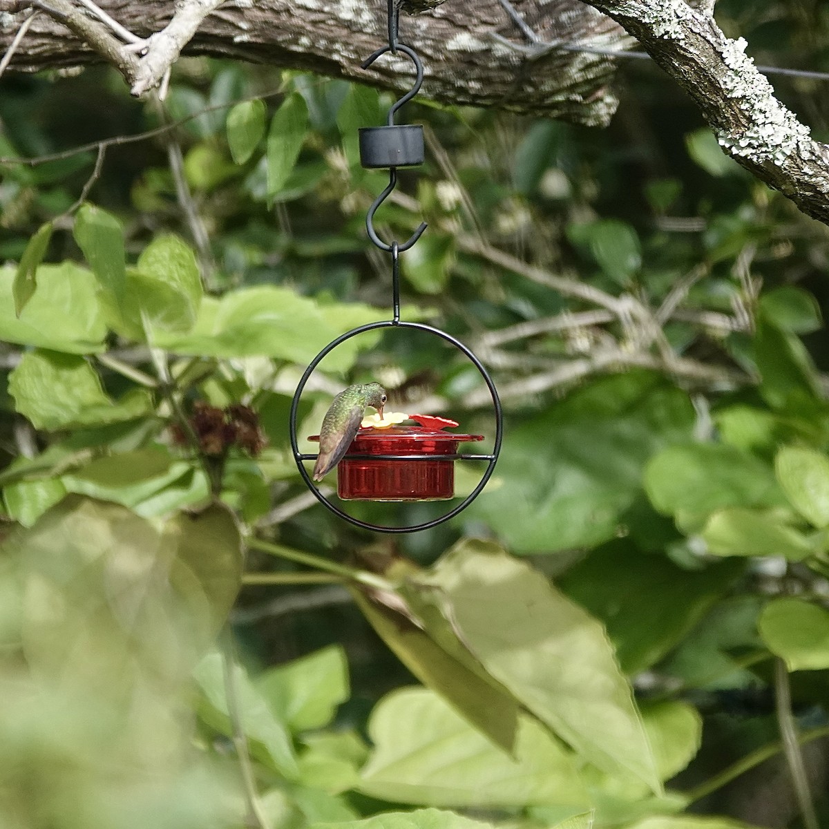 Buff-bellied Hummingbird - ML647091452