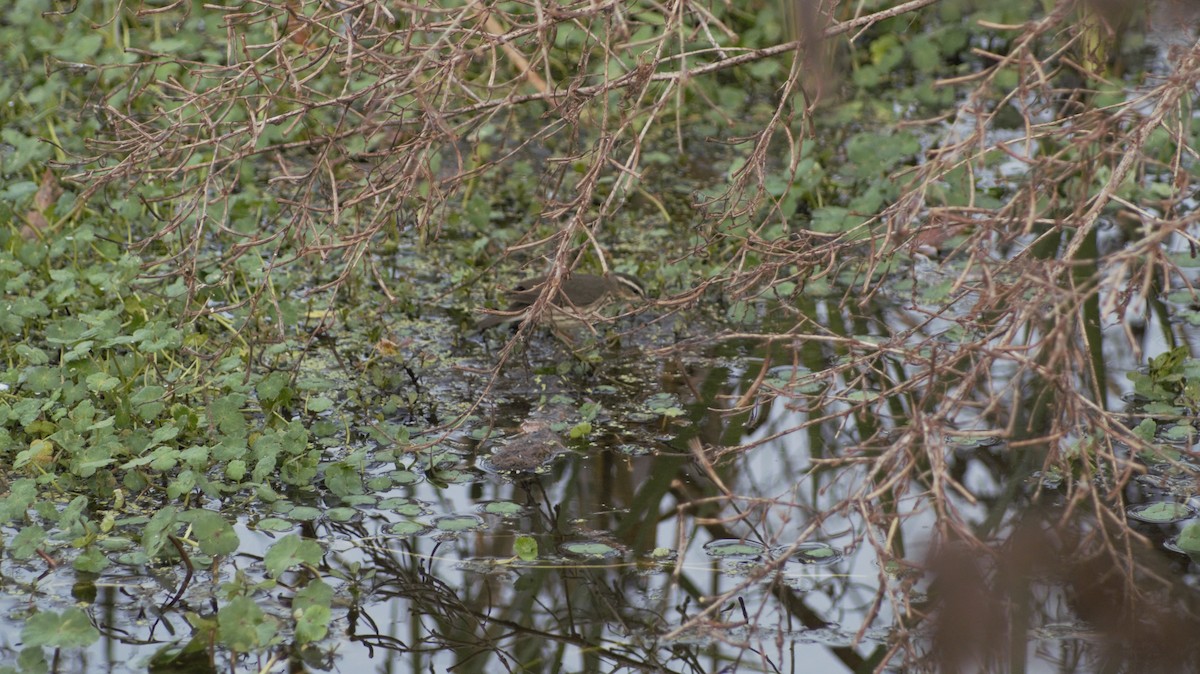 Northern Waterthrush - ML647091454