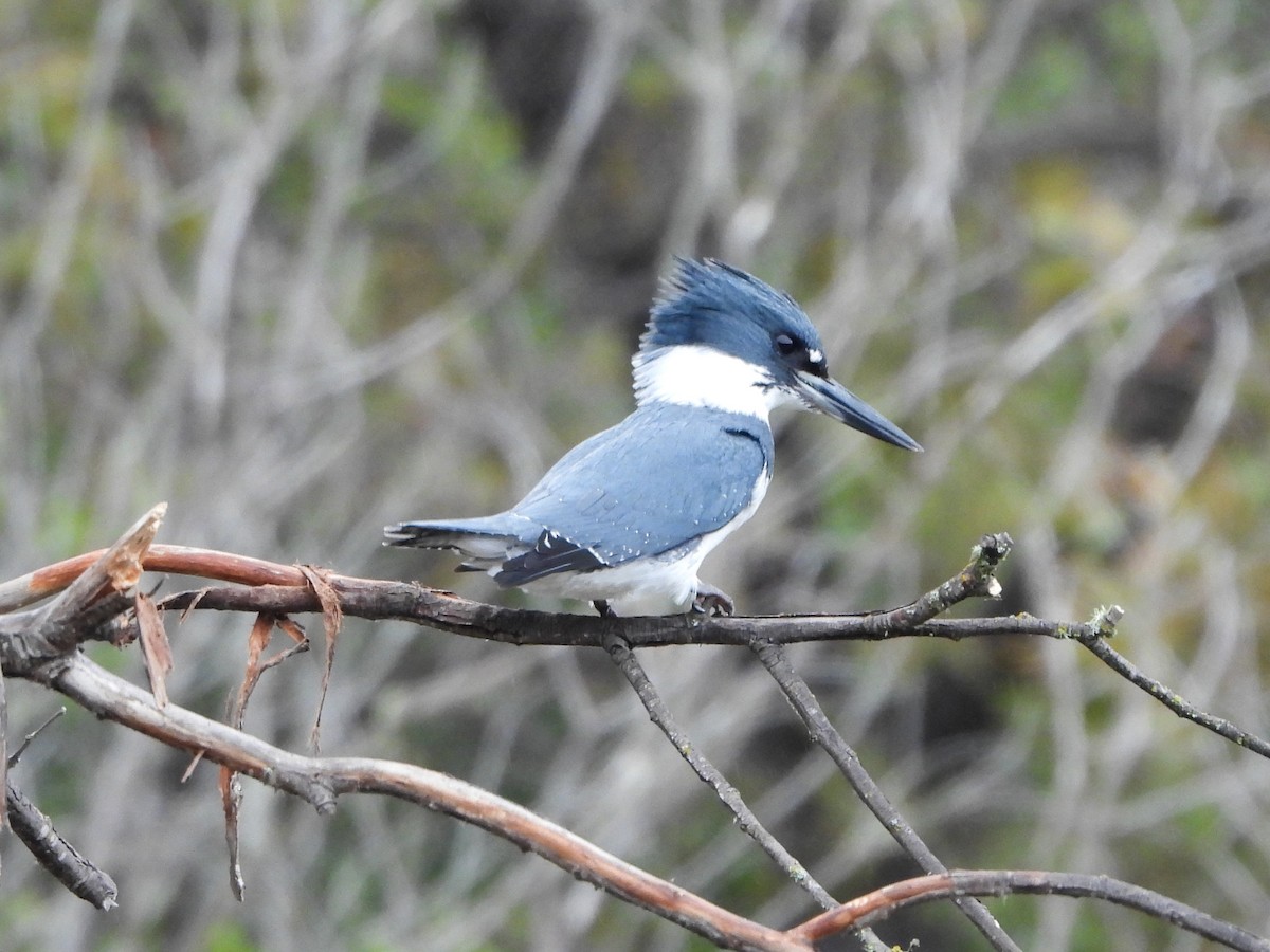 Belted Kingfisher - ML647091458