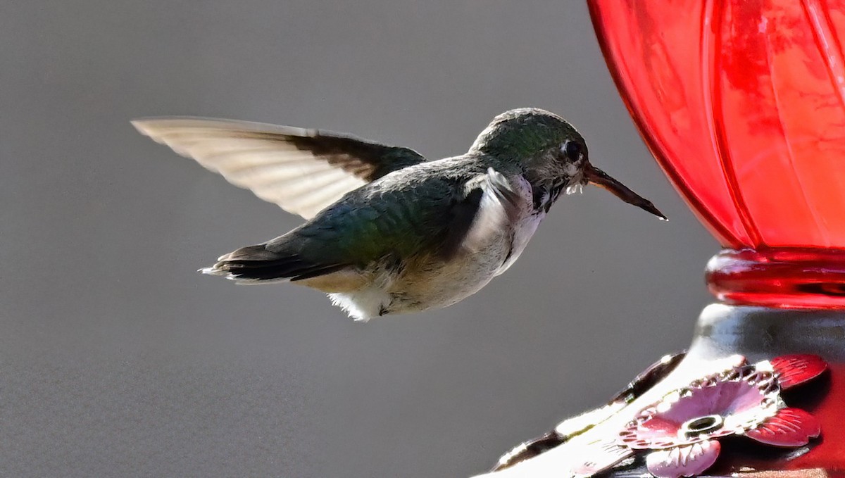 Calliope Hummingbird - ML647091459