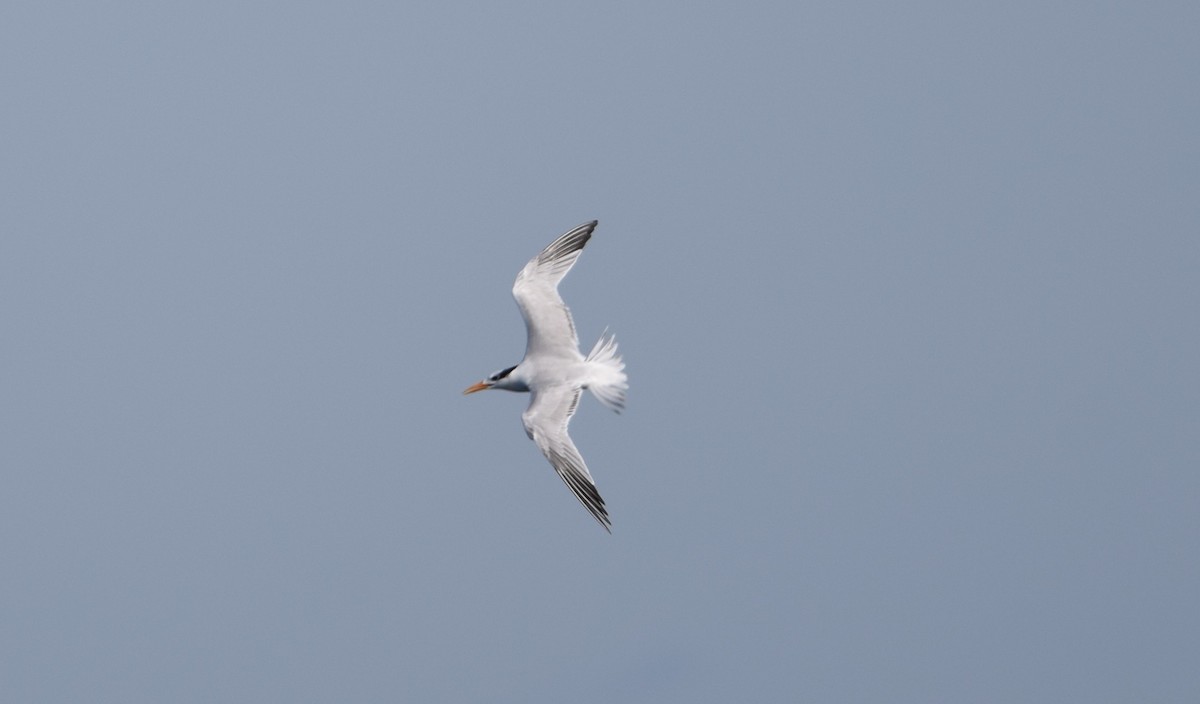 Royal Tern - ML647091467