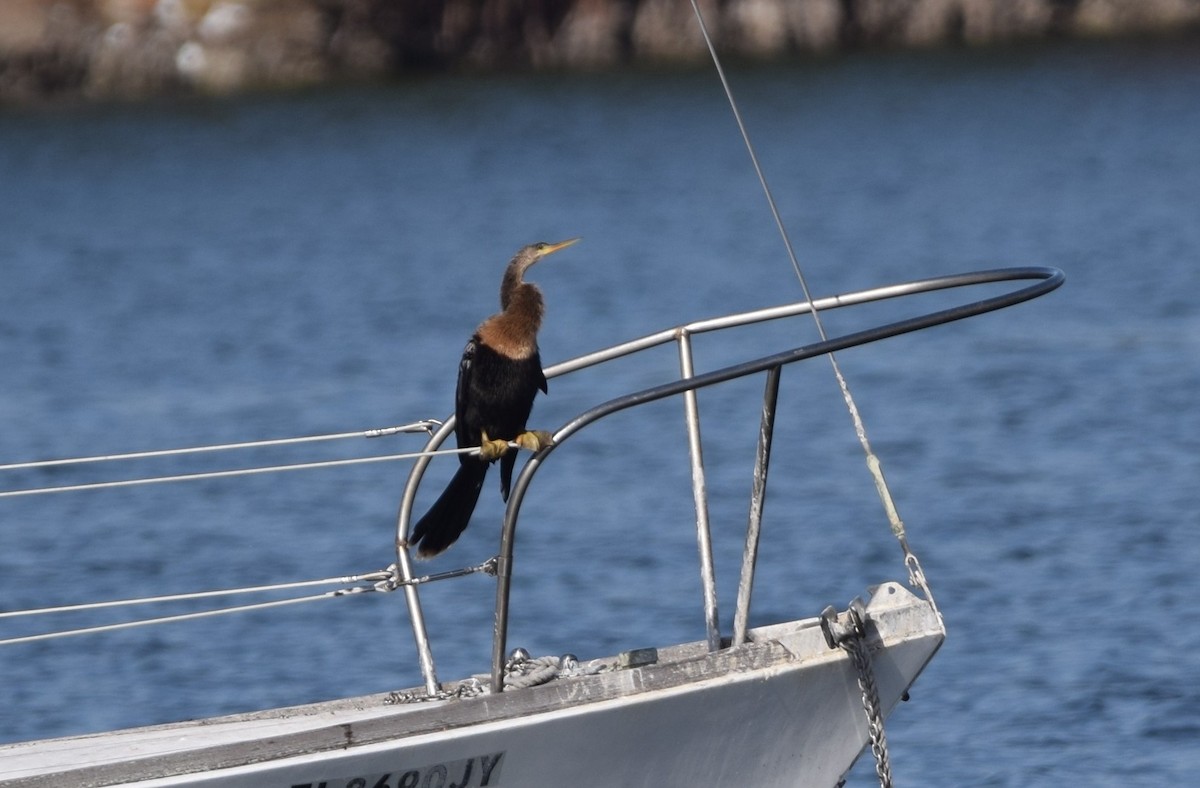 Anhinga - ML647091473