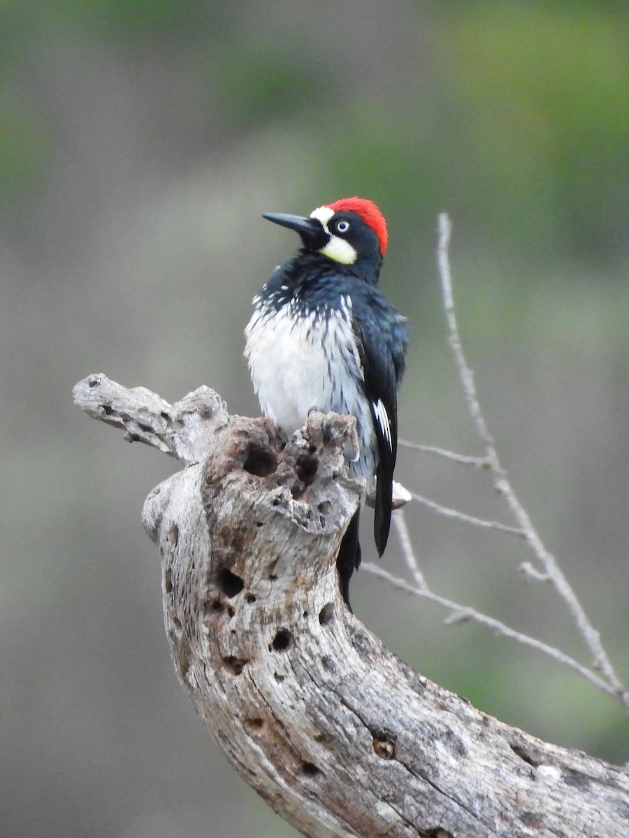 Acorn Woodpecker - ML647091478