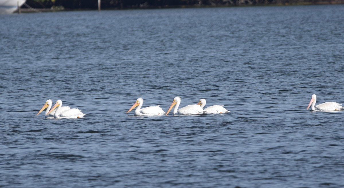 American White Pelican - ML647091487