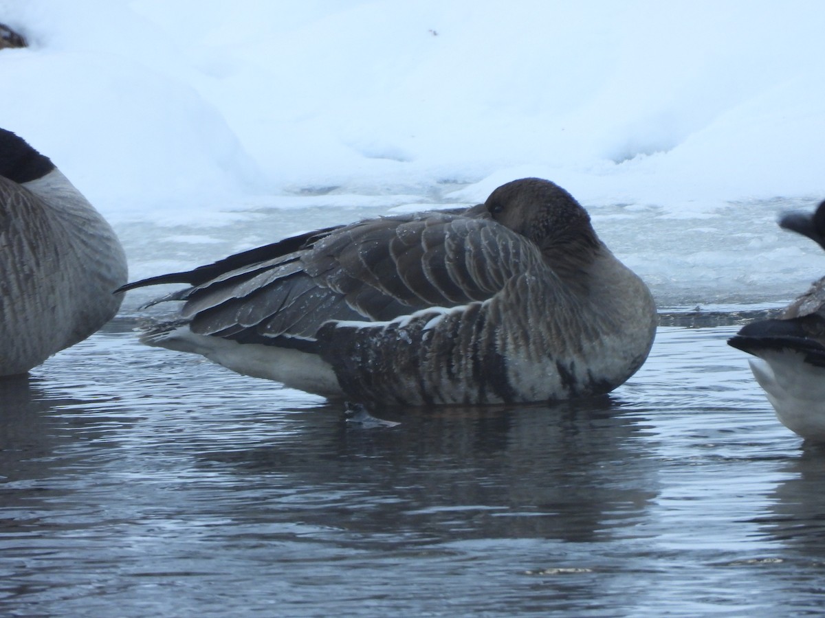 Greater White-fronted Goose - ML647091490