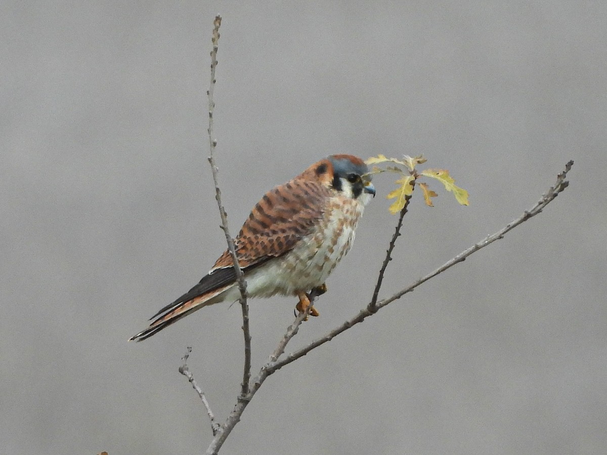 American Kestrel - ML647091491