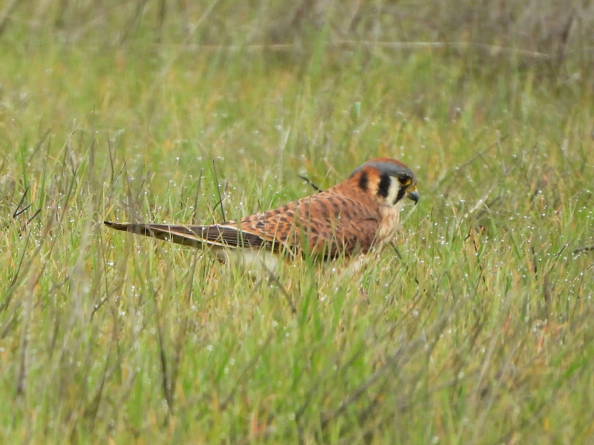 American Kestrel - ML647091492