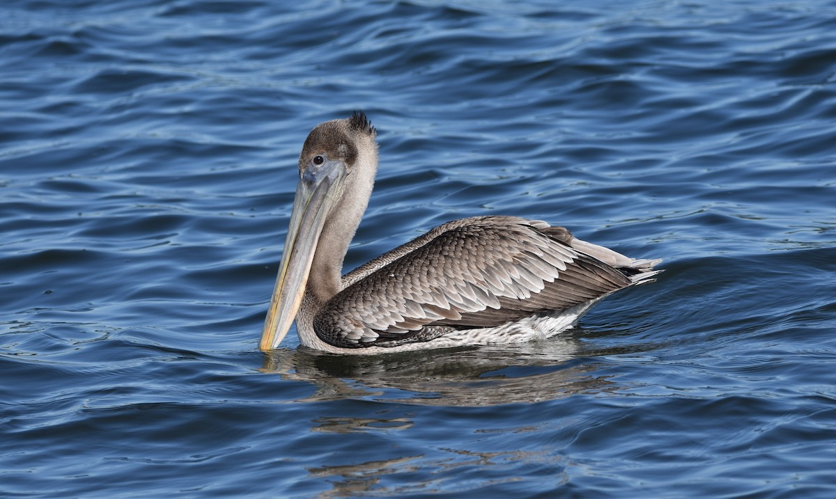 Brown Pelican - ML647091497