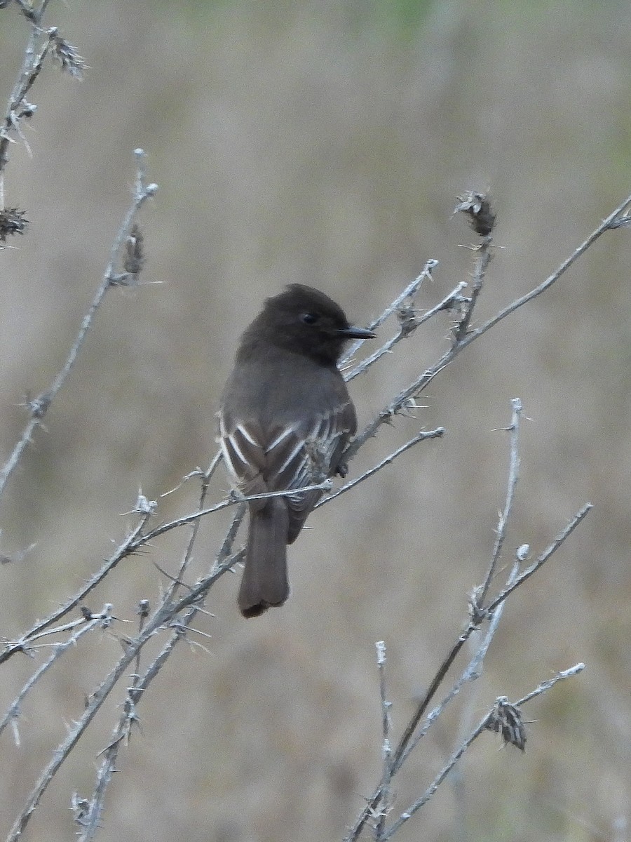Black Phoebe - ML647091498