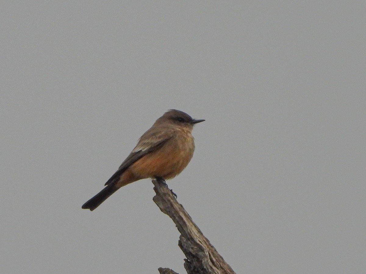 Say's Phoebe - ML647091504