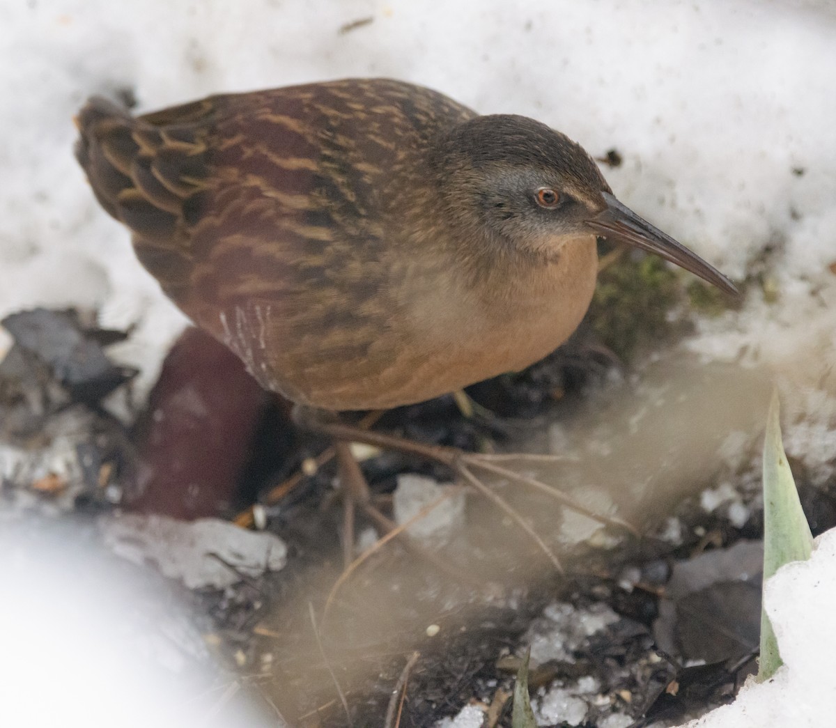 Пастушок віргінський - ML647091505