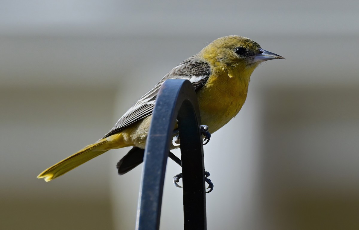 Baltimoretrupial - ML647091508