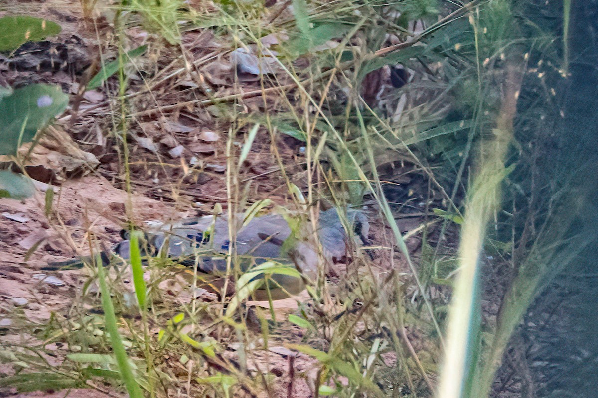 Black-billed Wood-Dove - ML647091510