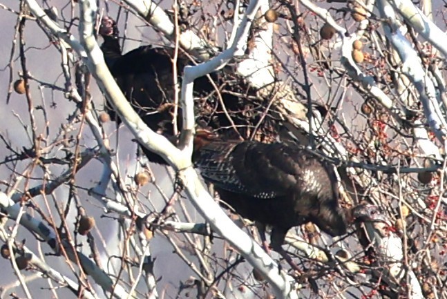 シチメンチョウ - ML647091512