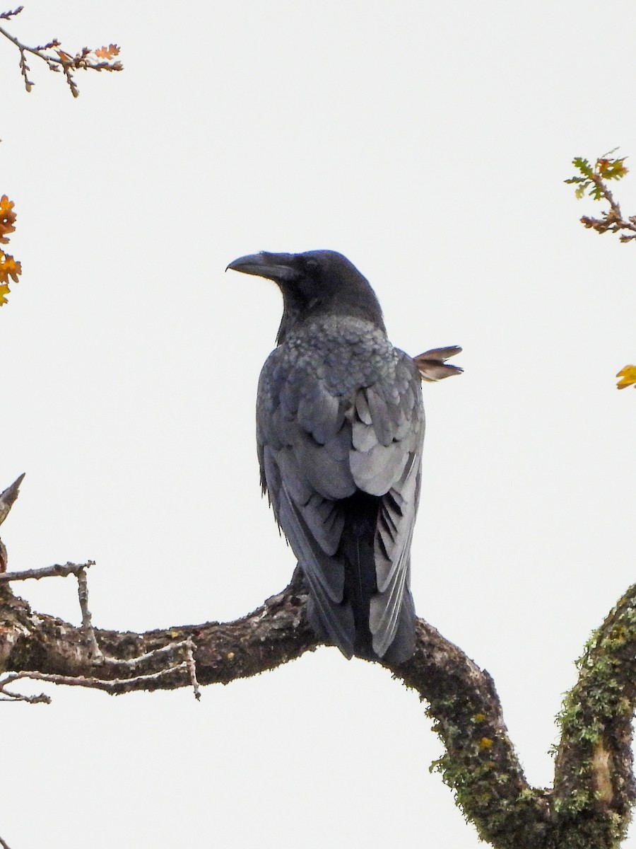 Common Raven - ML647091513