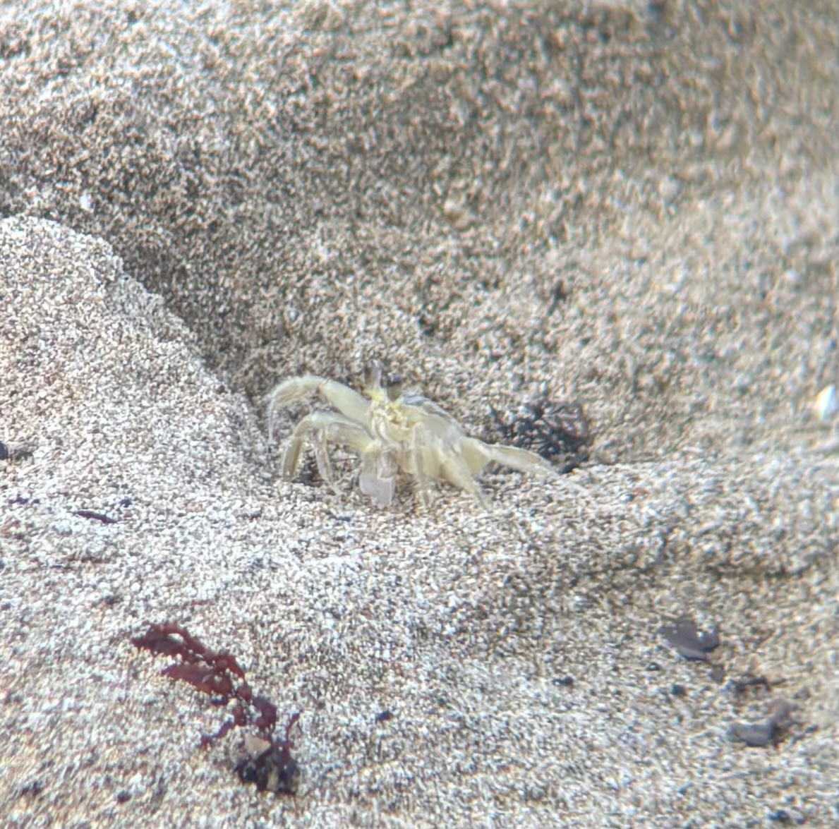 Animals - ML647091515