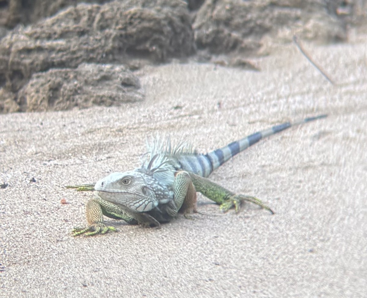 Animals - ML647091516