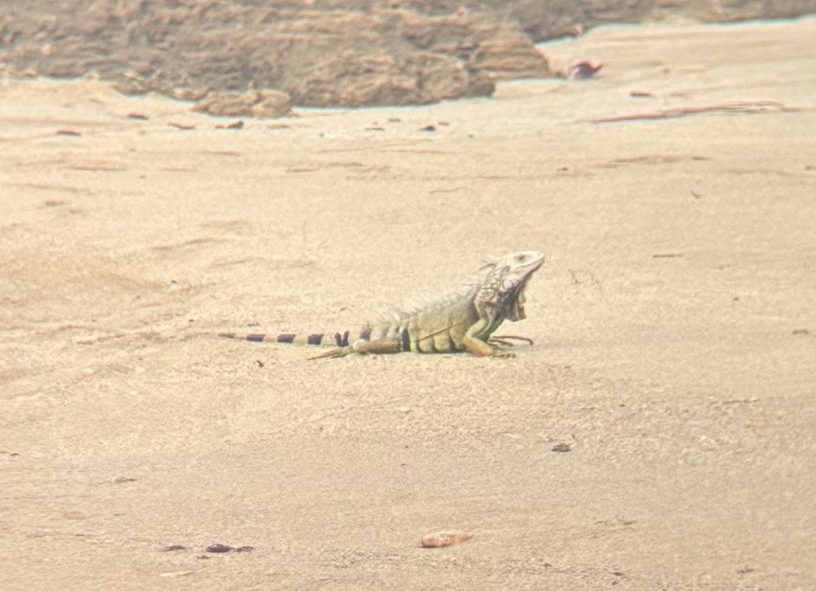 Animals - ML647091517