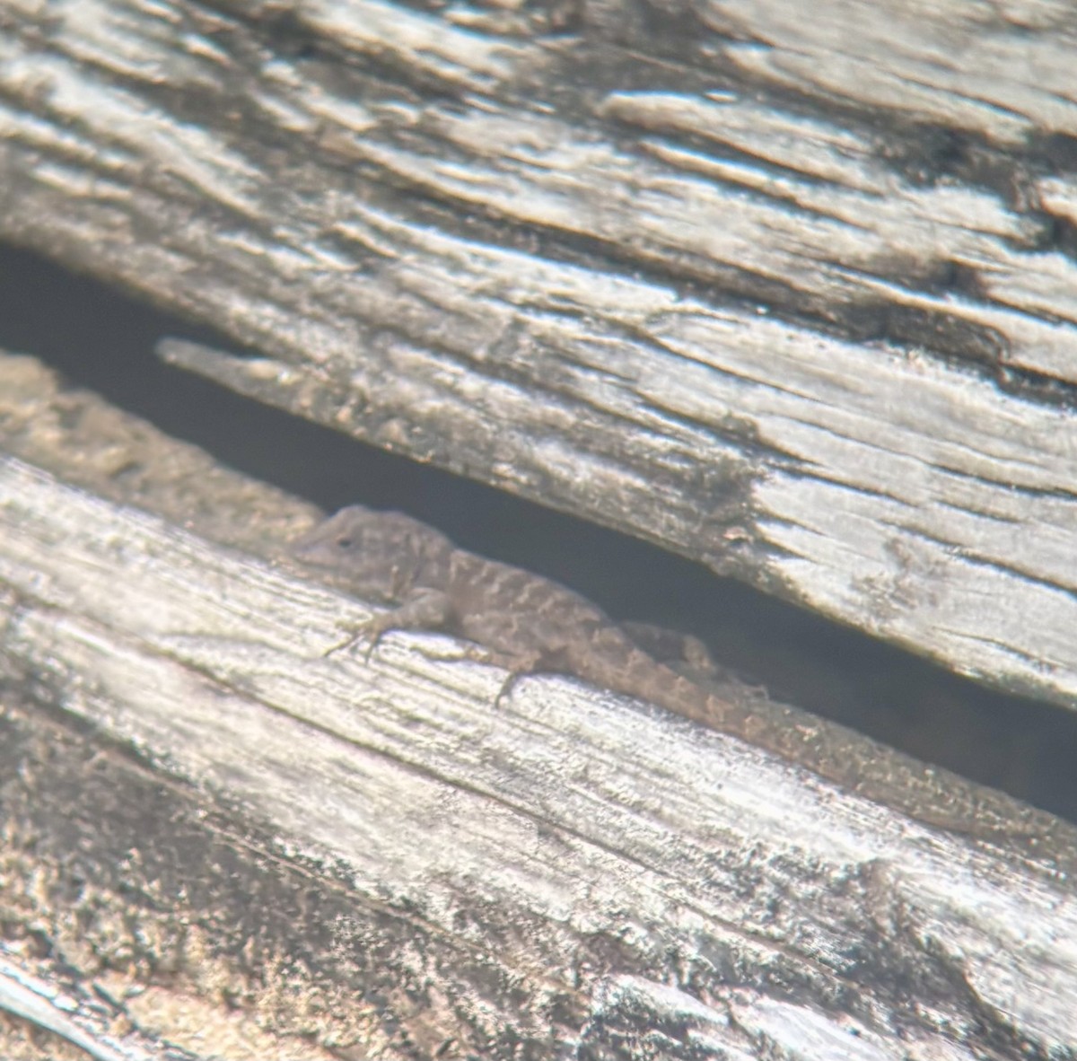 Animals - ML647091518