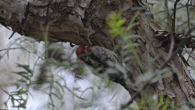 Red-breasted Sapsucker - ML647091519