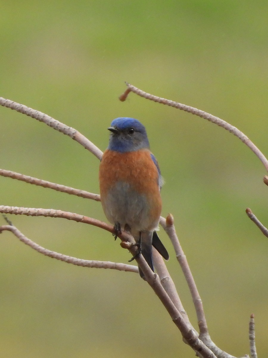 Западная сиалия - ML647091522