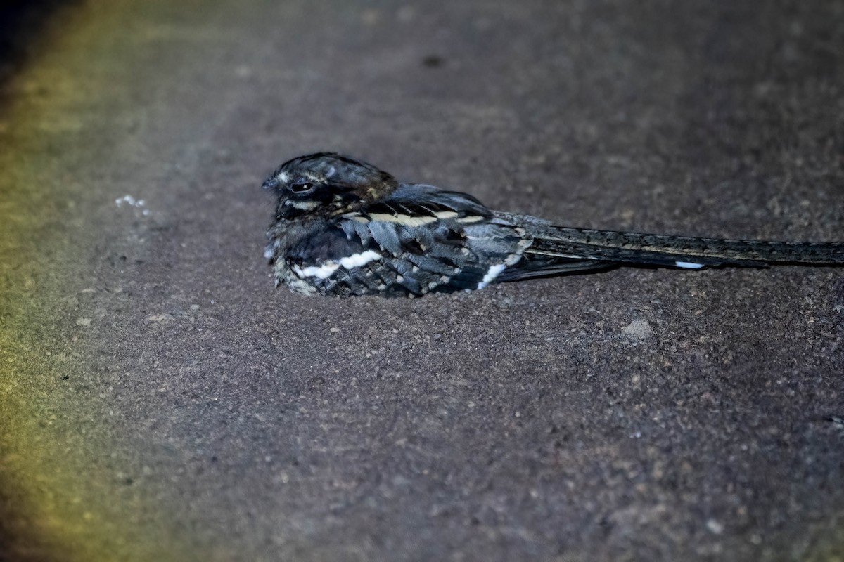 Long-tailed Nightjar - ML647091525