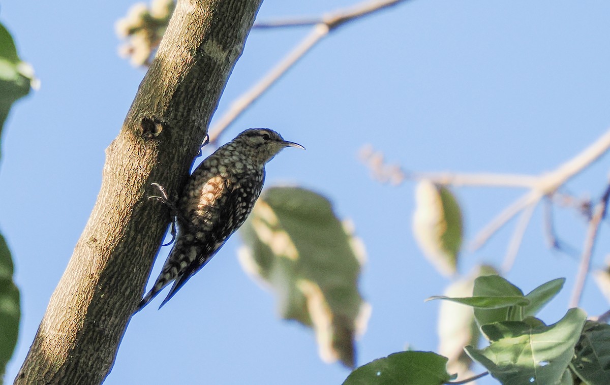 African Spotted Creeper - ML647091529