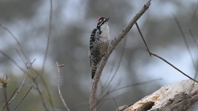 Nuttall's Woodpecker - ML647091534
