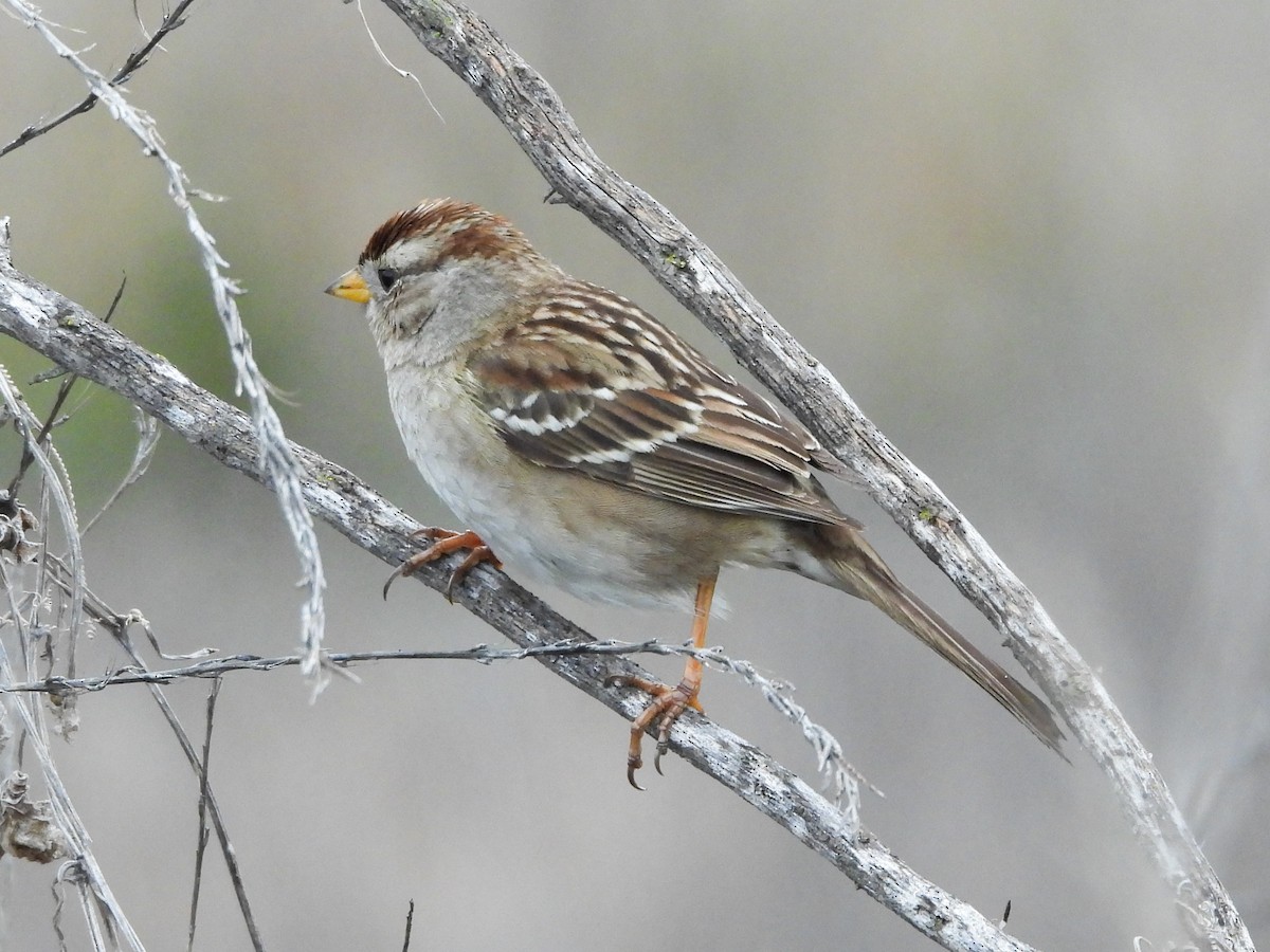 White-crowned Sparrow - ML647091535