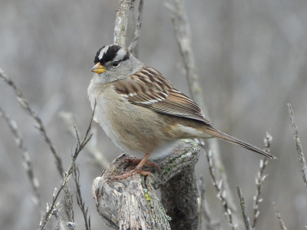 White-crowned Sparrow - ML647091536