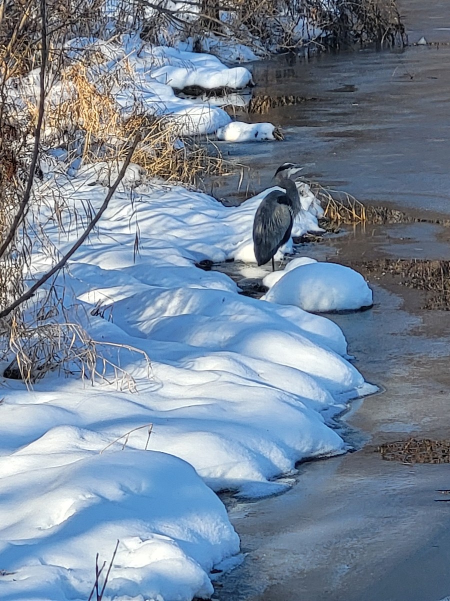Great Blue Heron - ML647091537