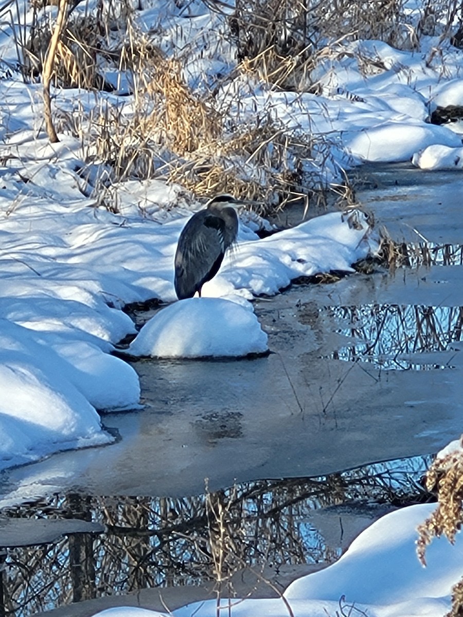 Great Blue Heron - ML647091538