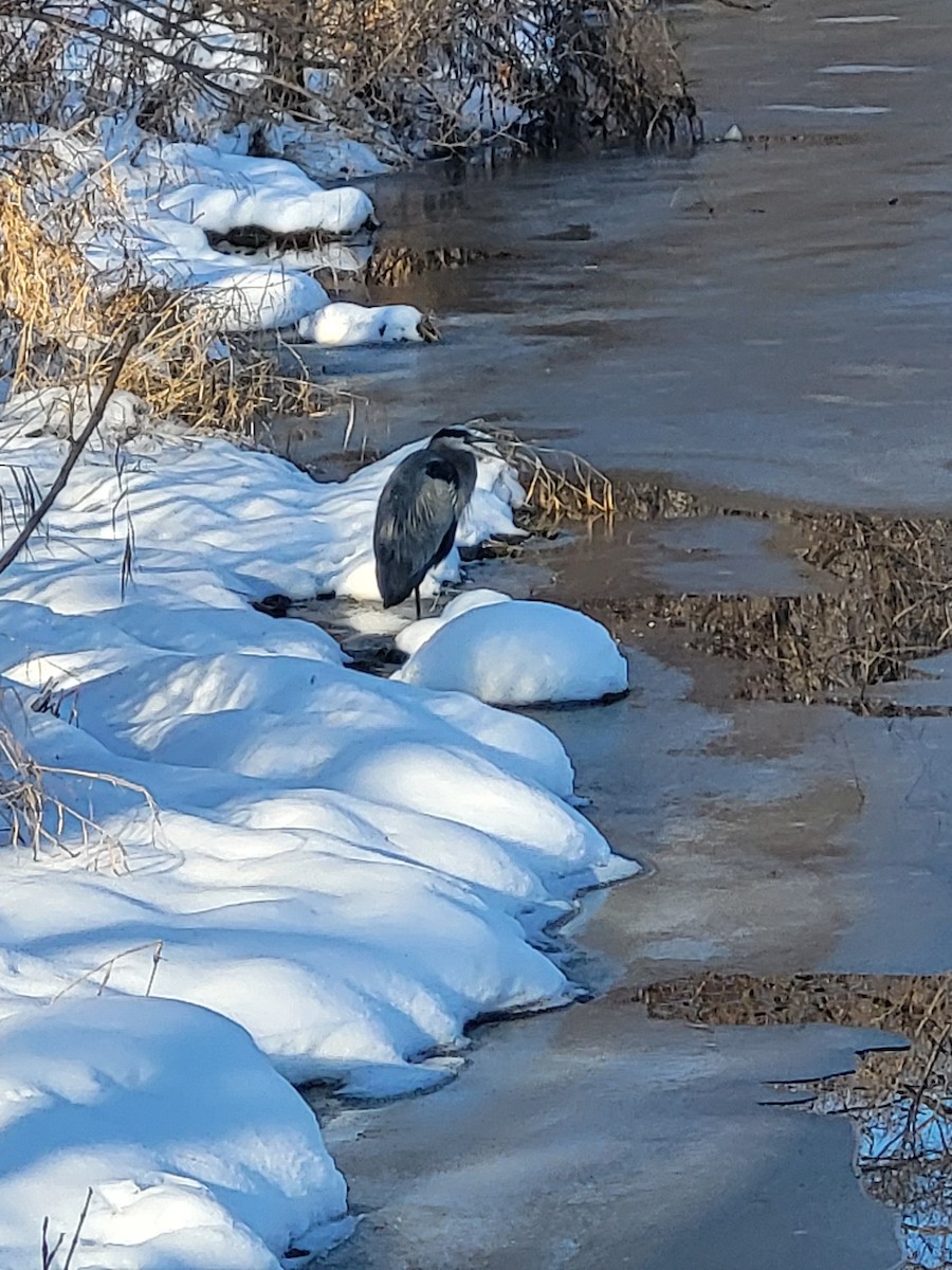 Great Blue Heron - ML647091539