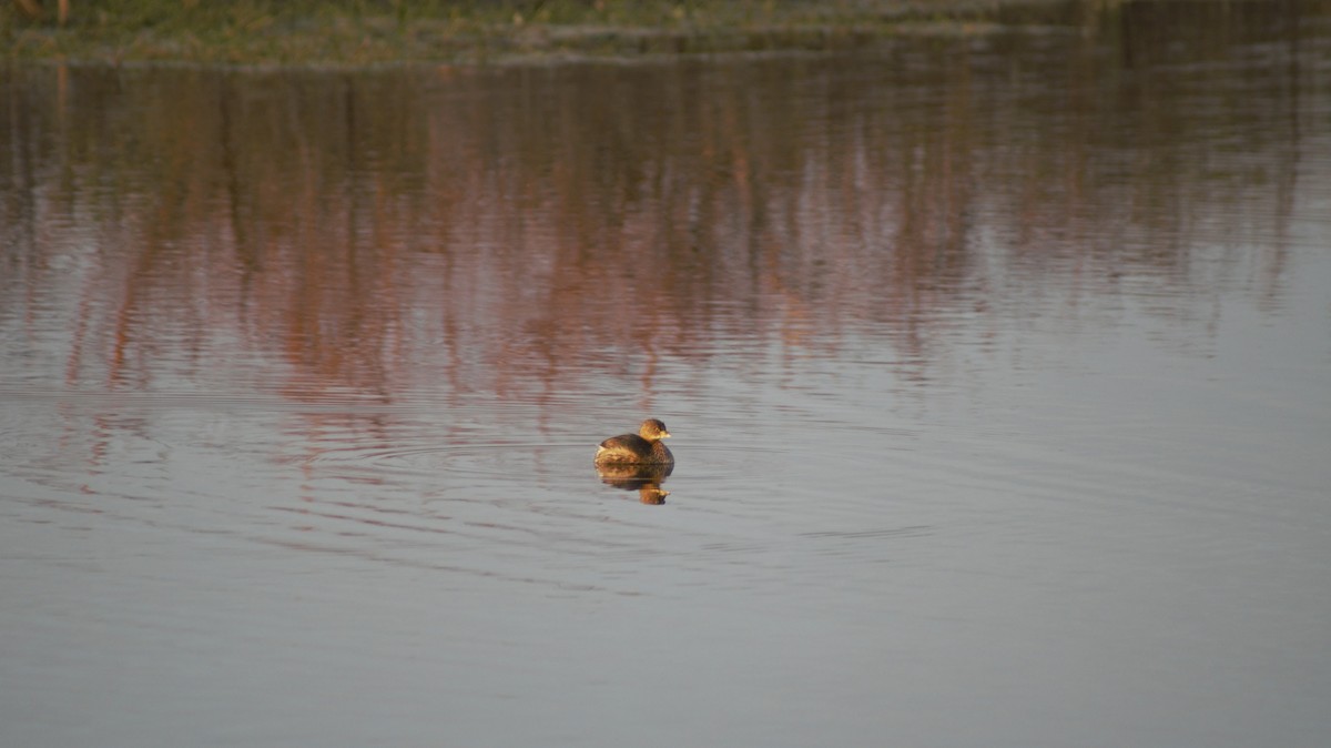 Pied-billed Grebe - ML647091540