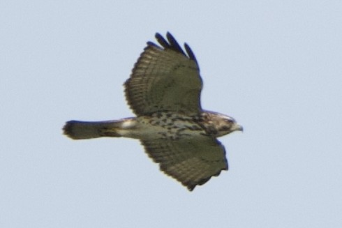 Broad-winged Hawk - ML647091548
