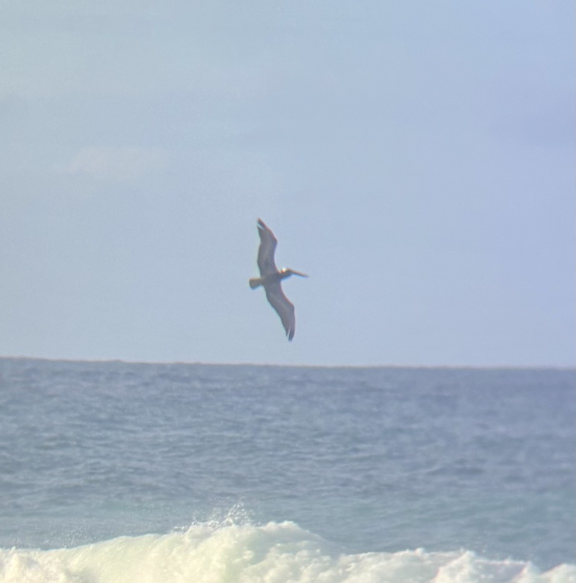 Brown Pelican - ML647091552