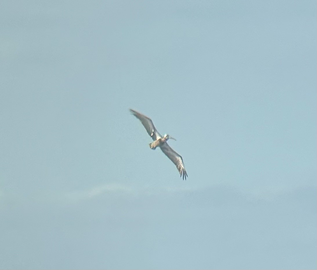 Brown Pelican - ML647091553