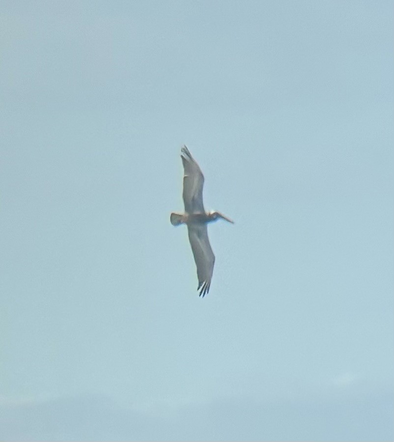 Brown Pelican - ML647091554