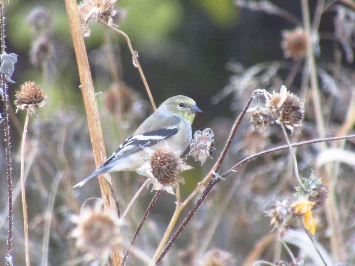 Goldzeisig - ML647091555