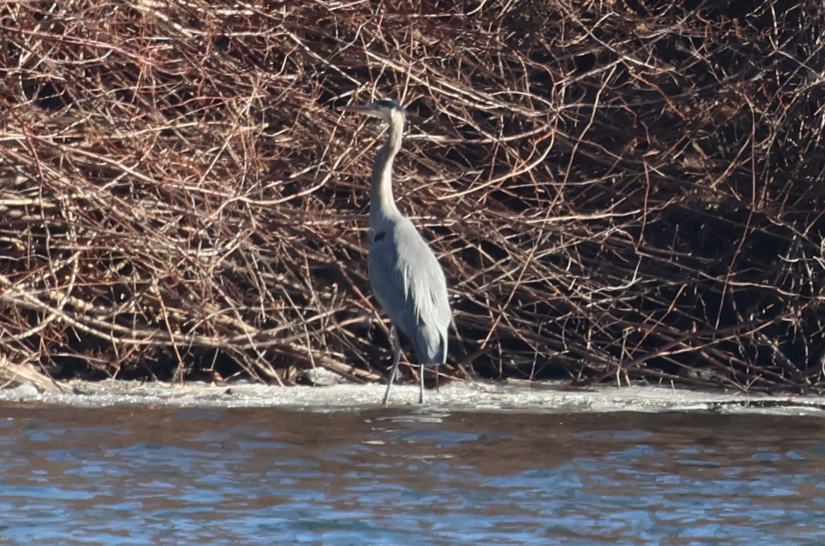 Great Blue Heron - ML647091556