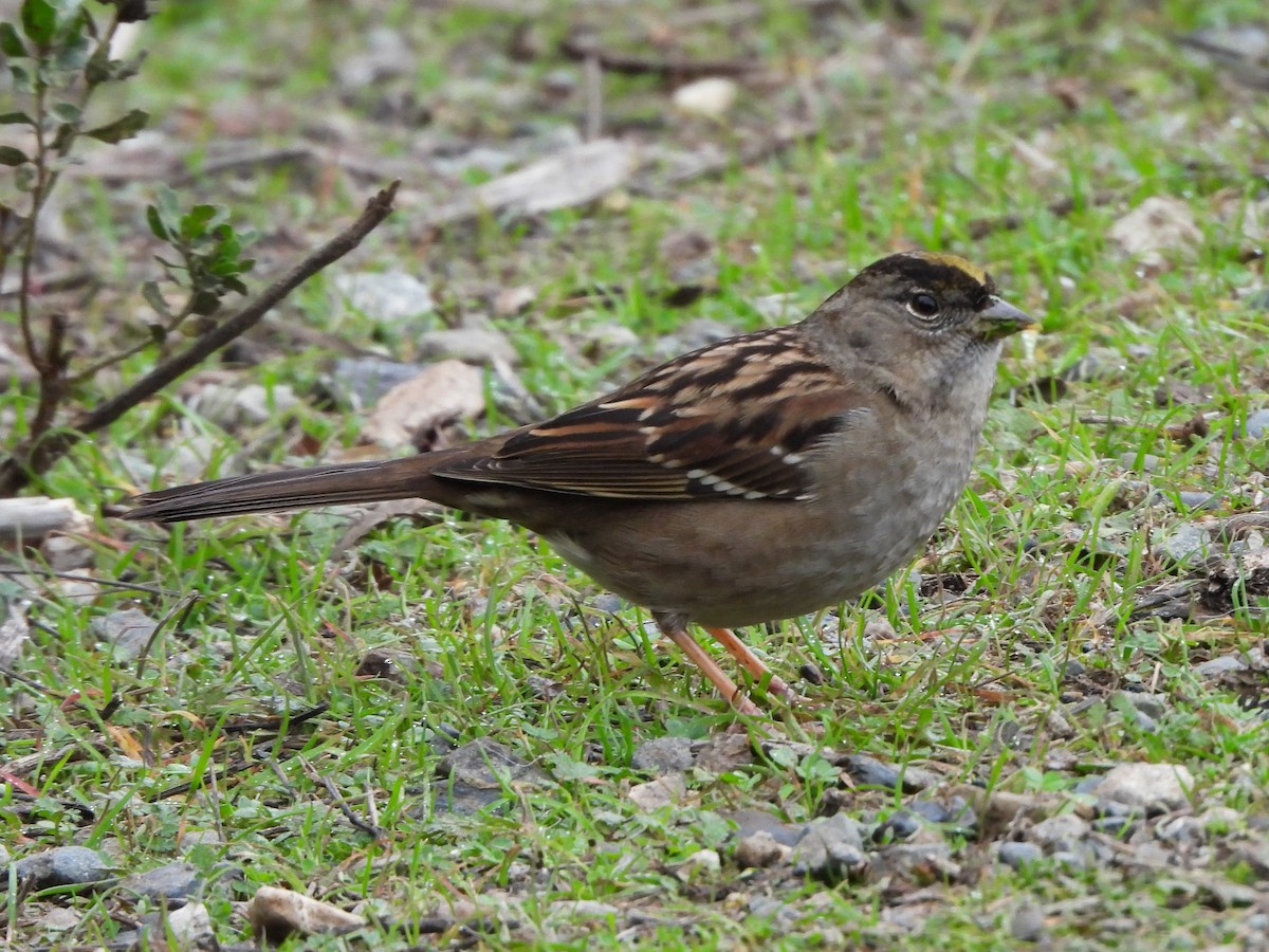 Golden-crowned Sparrow - ML647091557