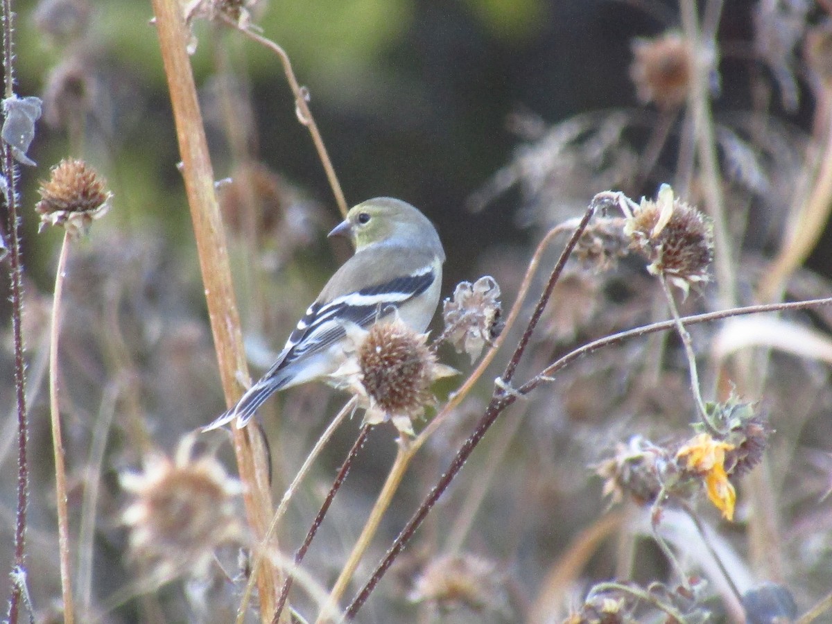 Goldzeisig - ML647091563