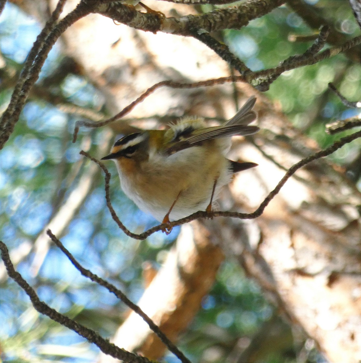 Common Firecrest - ML647091564