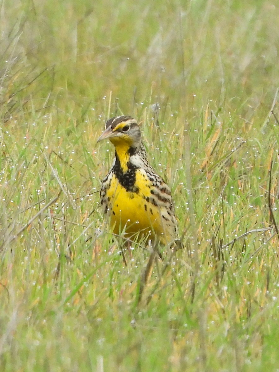 Western Meadowlark - ML647091566