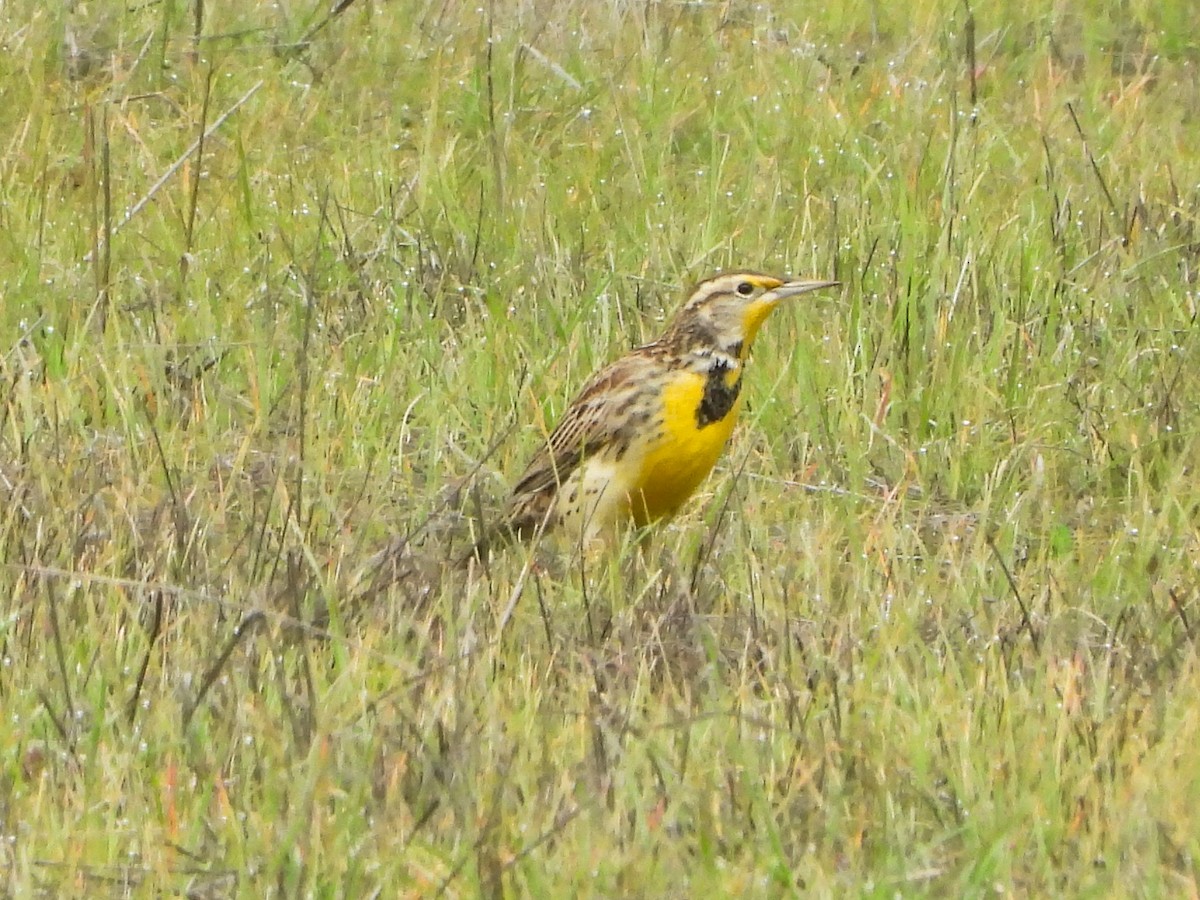 Western Meadowlark - ML647091567